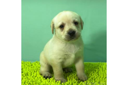 成約済の栃木県のラブラドールレトリーバー-372014の1枚目